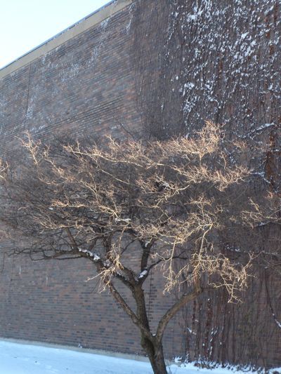 tree-and-wall