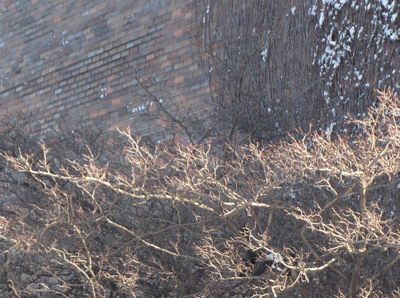 Wall and tree closeup