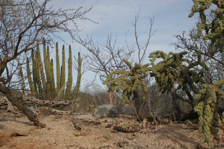 huge cacti