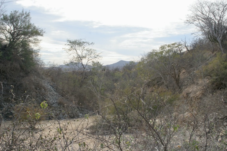 brushy valley